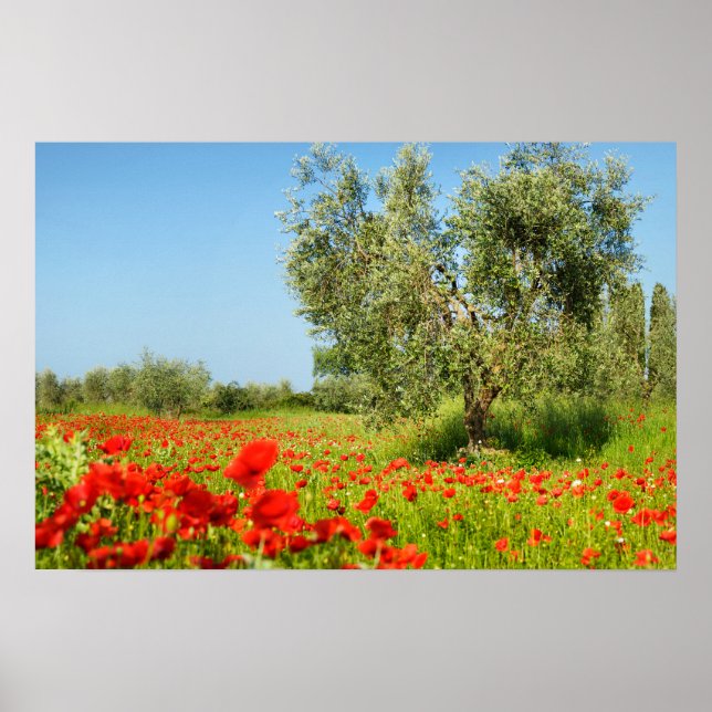 oliveira na poster de campo de papoila (Frente)
