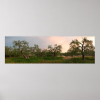 Oliveira na poster do pôr do sol