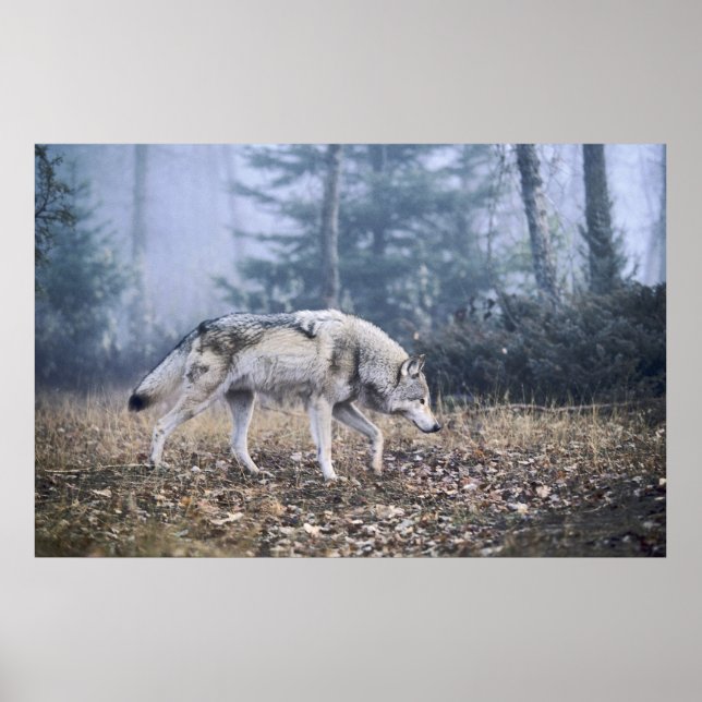 On the Prowl Timber Wolf Poster (Frente)
