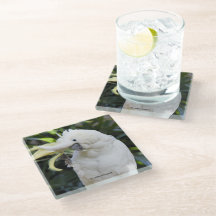 Ondas de Cockatoo Penteadas com Enxofre no Fotógra