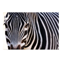 Onde Está O Poster De Zebra
