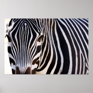 Onde Está O Poster De Zebra