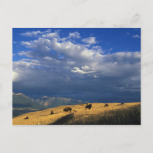 Onde o búfalo vagueia o cartão