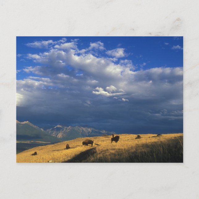 Onde o búfalo vagueia o cartão (Frente)