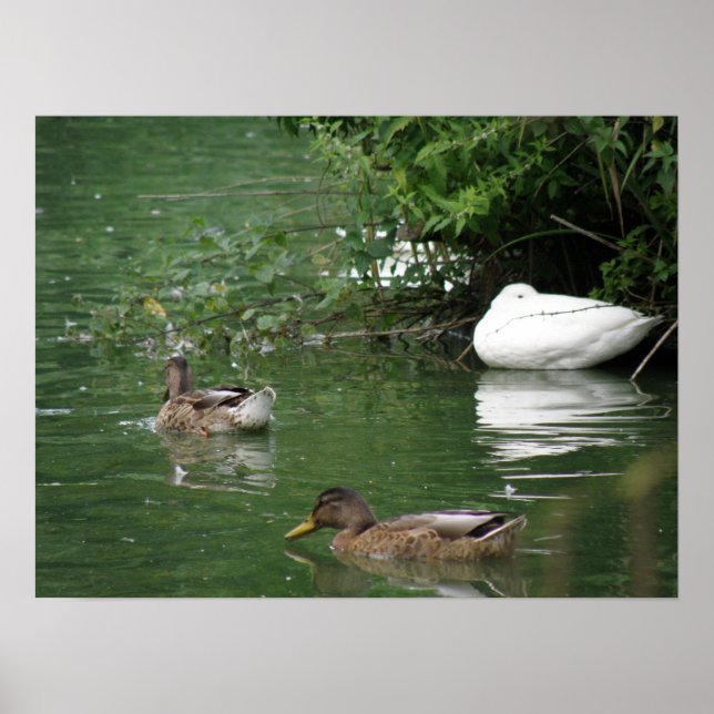 Onde Os Patos Dormindo Ficam Impressão (Frente)