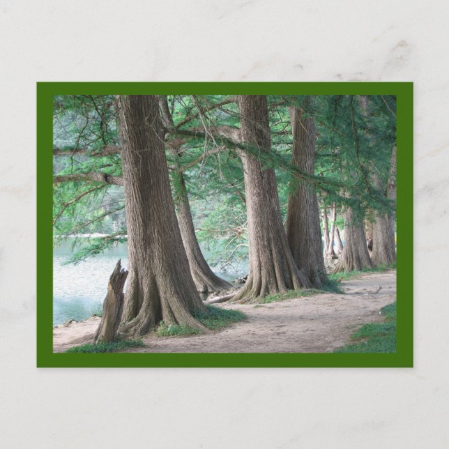 Ontem Árvores, cartão postal (Frente)