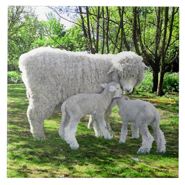 "Oona e suas gêmeas" (Frente)