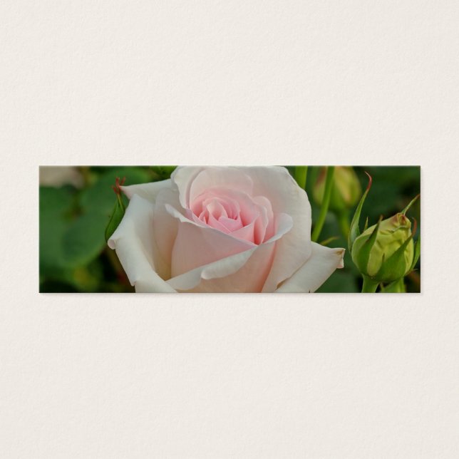 Ophelia Hybrid Rosa (Frente)