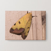 Ophiusa tirhaca, o tambor verde