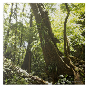 opinião da floresta húmida, Dominica