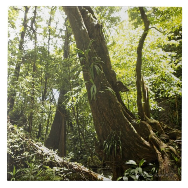 opinião da floresta húmida, Dominica (Frente)