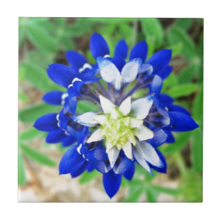 Opinião superior de Bluebonnet de Texas