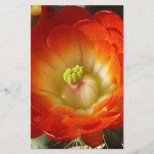 Orange-Cactus-flower