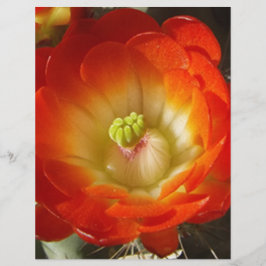 Orange-Cactus-flower