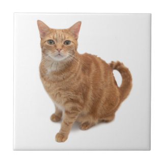 Orange Cat