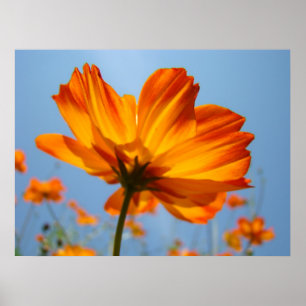 Orange Daisy Flowers Floral Art Impressões Daisies