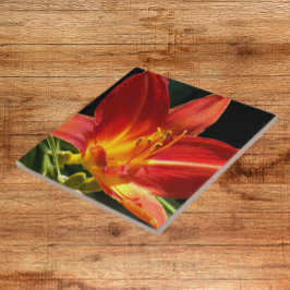 Orange Daylily Bloom Floral