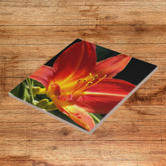 Orange Daylily Bloom Floral