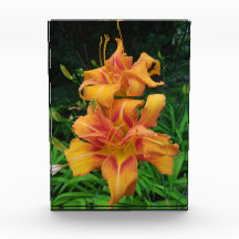 Orange Daylily Blooms
