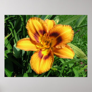 Orange Daylily Poster