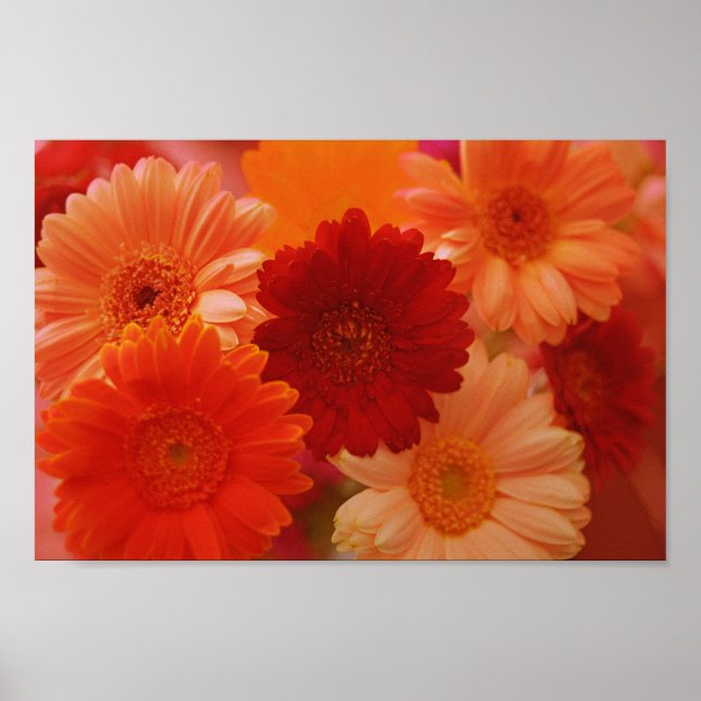 Orange Gerbera Daisy Flowers Wall Art Impressão (Frente)