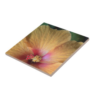 Orange Hibiscus Ruffle