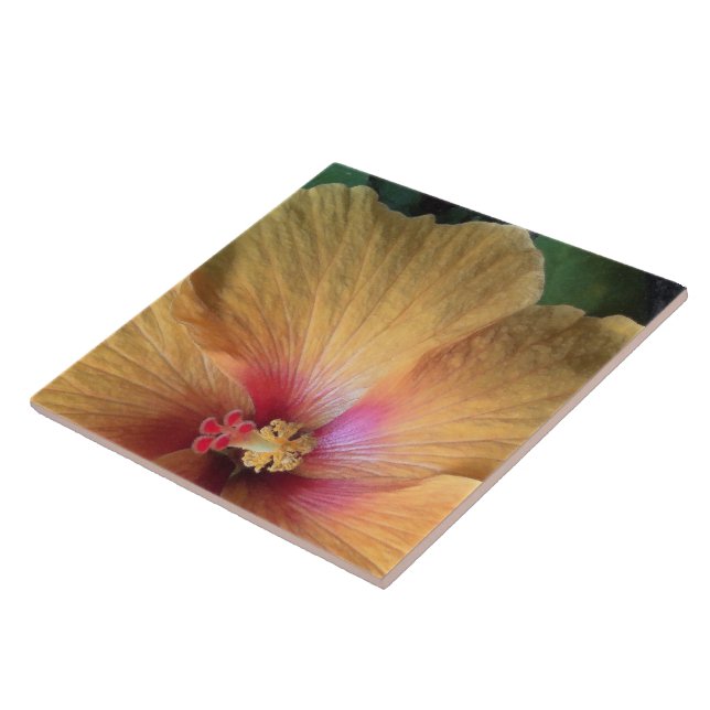 Orange Hibiscus Ruffle (Lateral)