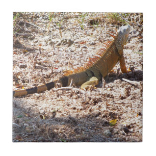 Orange Iguana caça