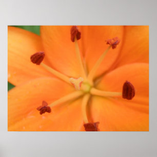 Orange Lily Floral Impressão