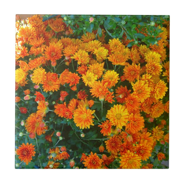Orange Margarita Daisy Azulejo (Frente)