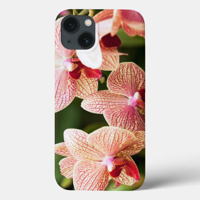 Orange Orchid Hybrid, África do Sul (Verso)