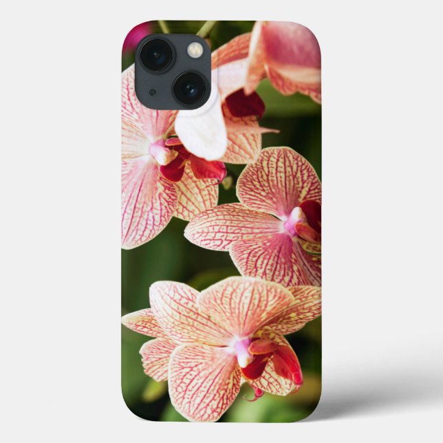 Orange Orchid Hybrid, África do Sul (Verso)