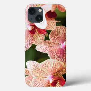 Orange Orchid Hybrid, África do Sul