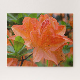Orange Rhododendron Jigsee Quebra-cabeça