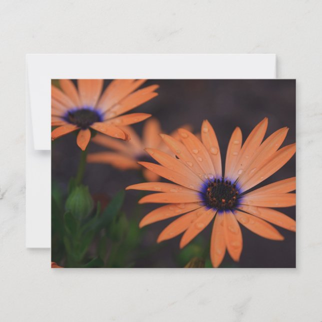 Orange Symphony (Frente)