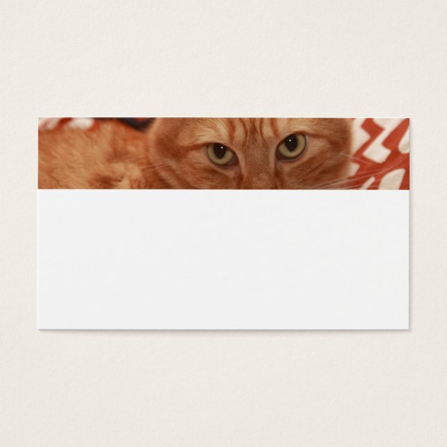Orange Tabby (Frente)