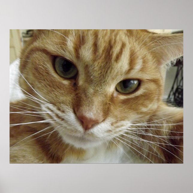 Orange Tabby Cat Poster (Frente)