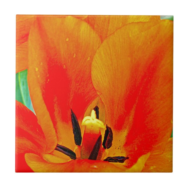 Orange Tulip (Frente)
