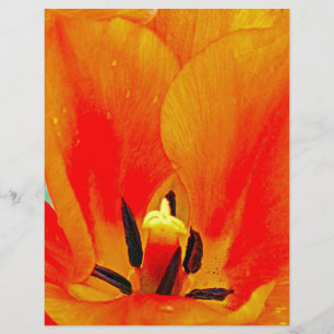 Orange Tulip