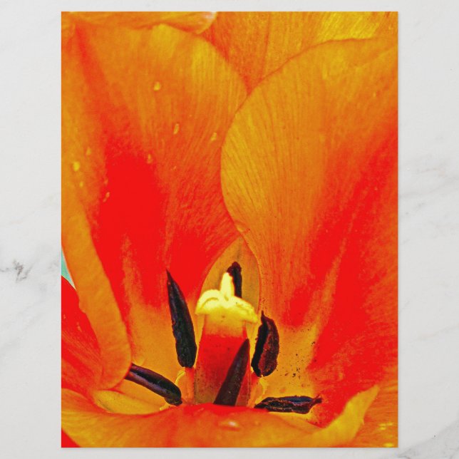 Orange Tulip (Frente)