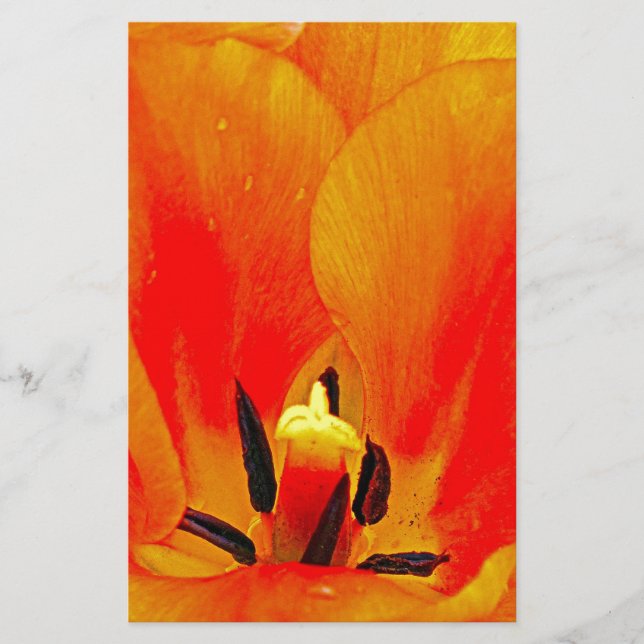 Orange Tulip (Frente)