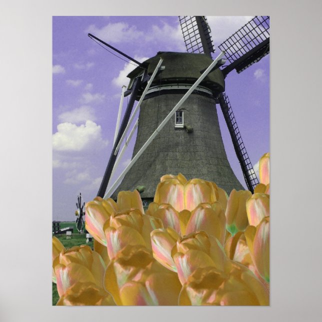 Orange Tulips Mill Holland Poster Art (Frente)