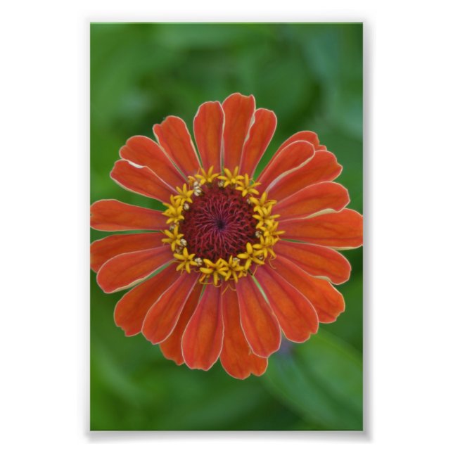 Orange Zinna flor floral fotografia floral (Frente)