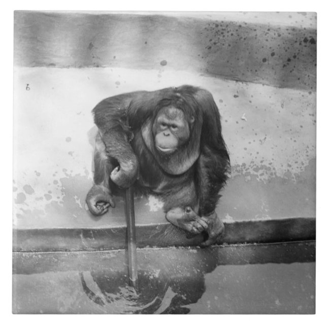 Orangotango (Frente)