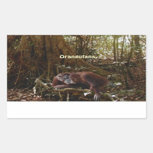 Orangotango & etiquetas do primata do grande