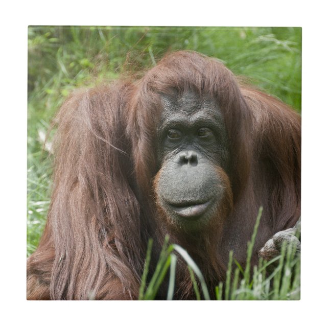 Orangutan (Frente)