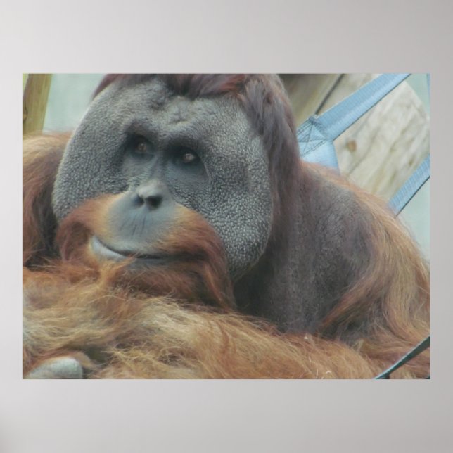 Orangutan, Ape, Macaco, Animal, Nature Wall Poster (Frente)