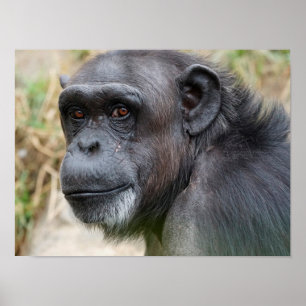 Orangutan Bonito a olhar para o Poster da câmara