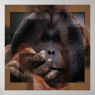 Orangutan Impressão