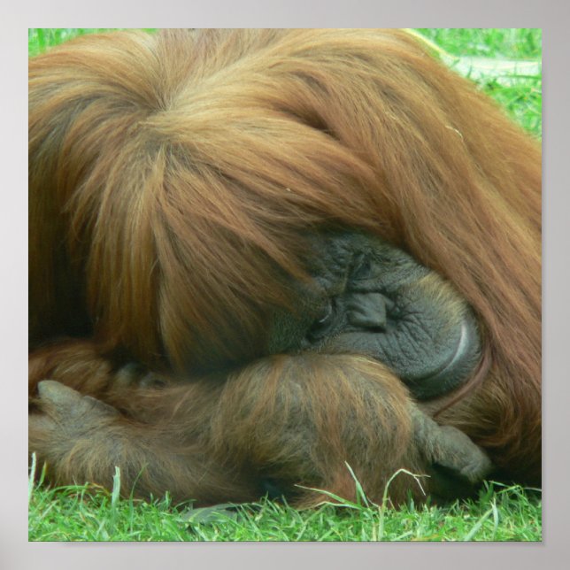 Orangutan Sleeping Impressão (Frente)